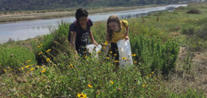 Samantha Prestrelski and Annabelle Mitchel collection Bush Sunflower at San Dieguito Lagoon
