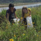 Samantha Prestrelski and Annabelle Mitchel collection Bush Sunflower at San Dieguito Lagoon