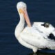 American White Pelican, Lake Hodges, Escondido CA