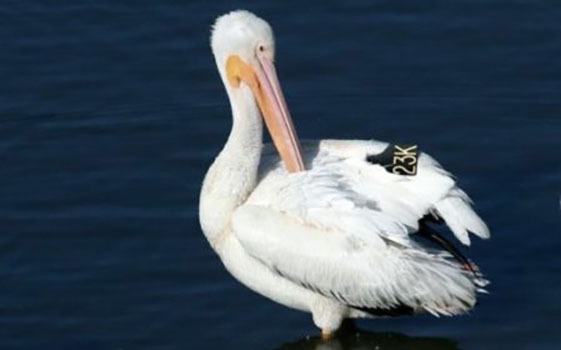 American White Pelican, Lake Hodges, Escondido CA
