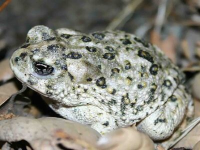 Arroyo Toad. Photo by/Credit Will Flaxington. Posted on U.S. Fish & Wildflie Service - fws.gov