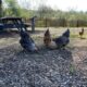 hens at Sikes Adobe Historic Farmstead